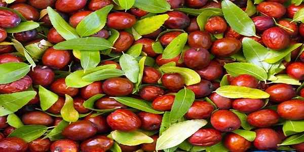 تصویر 4 از فروش عناب اعلا درشت + قیمت خرید به صرفه